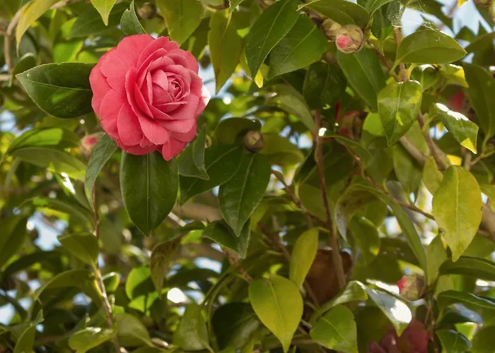 Casa Rustica * Serra do Bouro